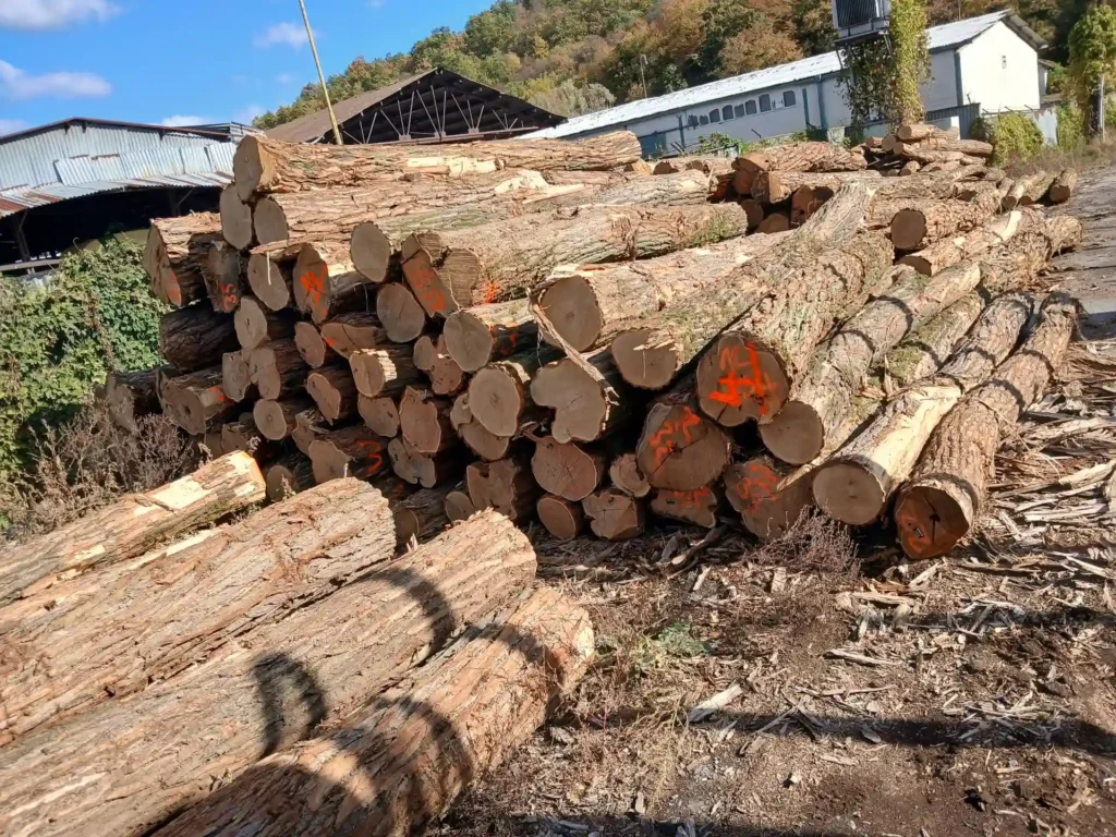 AKACJA – kłody tartaczne, długość 4 m – SPRZEDAM