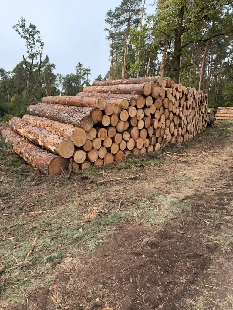 SOSNA – kłody tartaczne, długość 4 m – SPRZEDAM