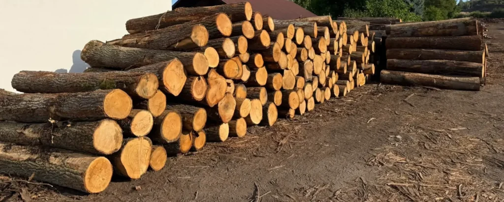 DĄB – kłody tartaczne, długość 2,5 m – SPRZEDAM