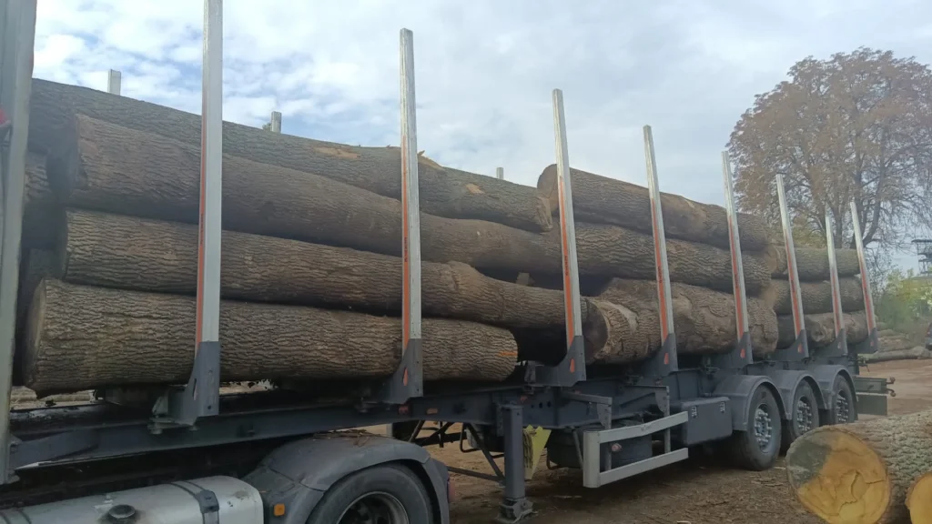 JESION – kłody tartaczne, długość 3/4/5 m – SPRZEDAM