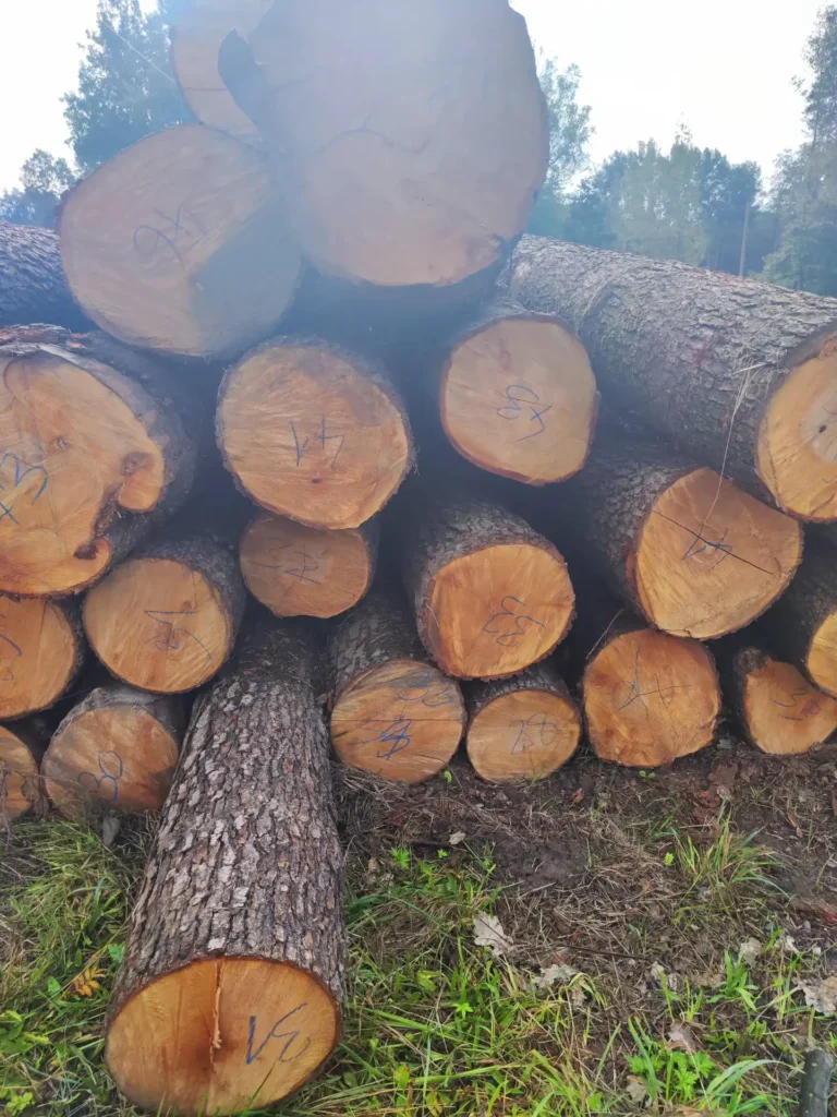 OLCHA – kłody tartaczne, długość 4 m – SPRZEDAM