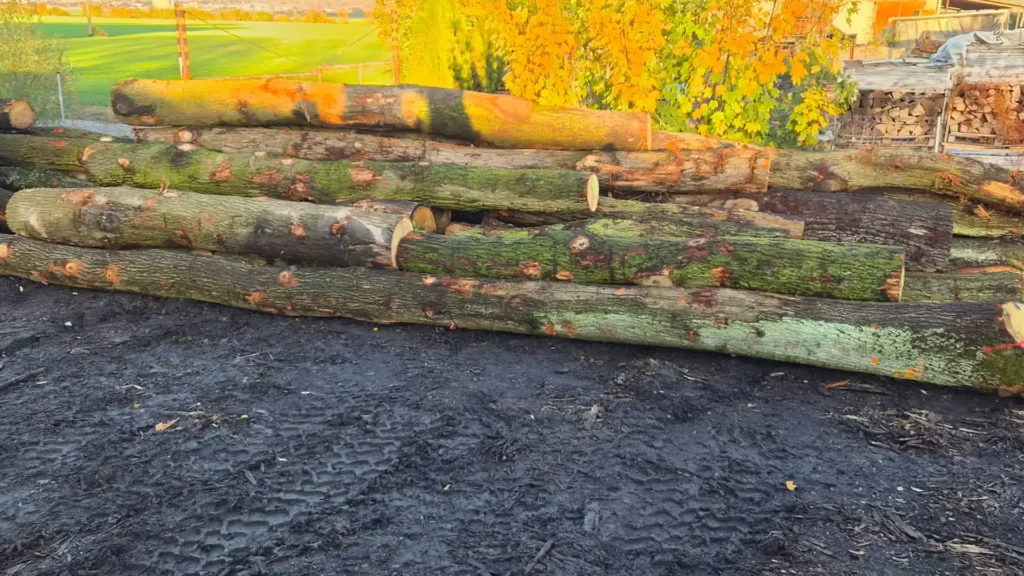 DĄB – drewno tartaczne, długość 2,5-10 m – SPRZEDAM