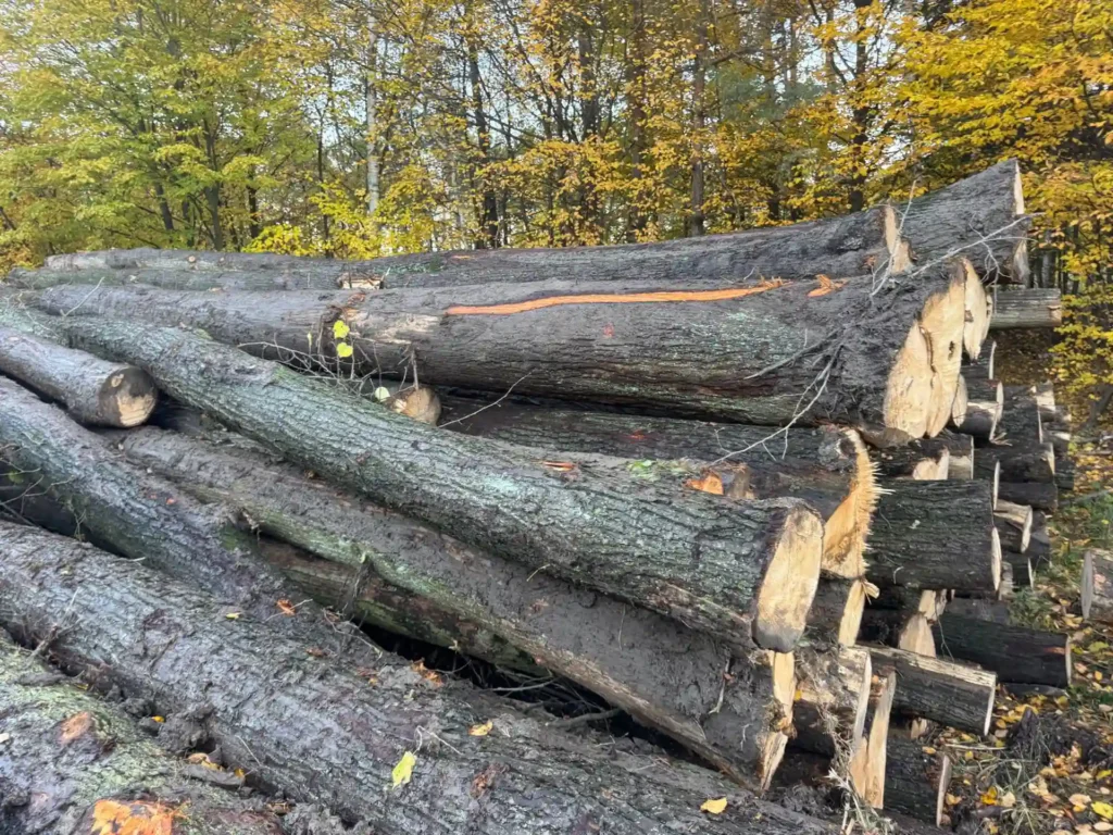 LIPA – dłużyce tartaczne, długość 8/10/12 m – SPRZEDAM