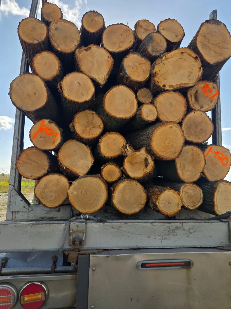DĄB – kłody tartaczne, długość 2,5 m – SPRZEDAM