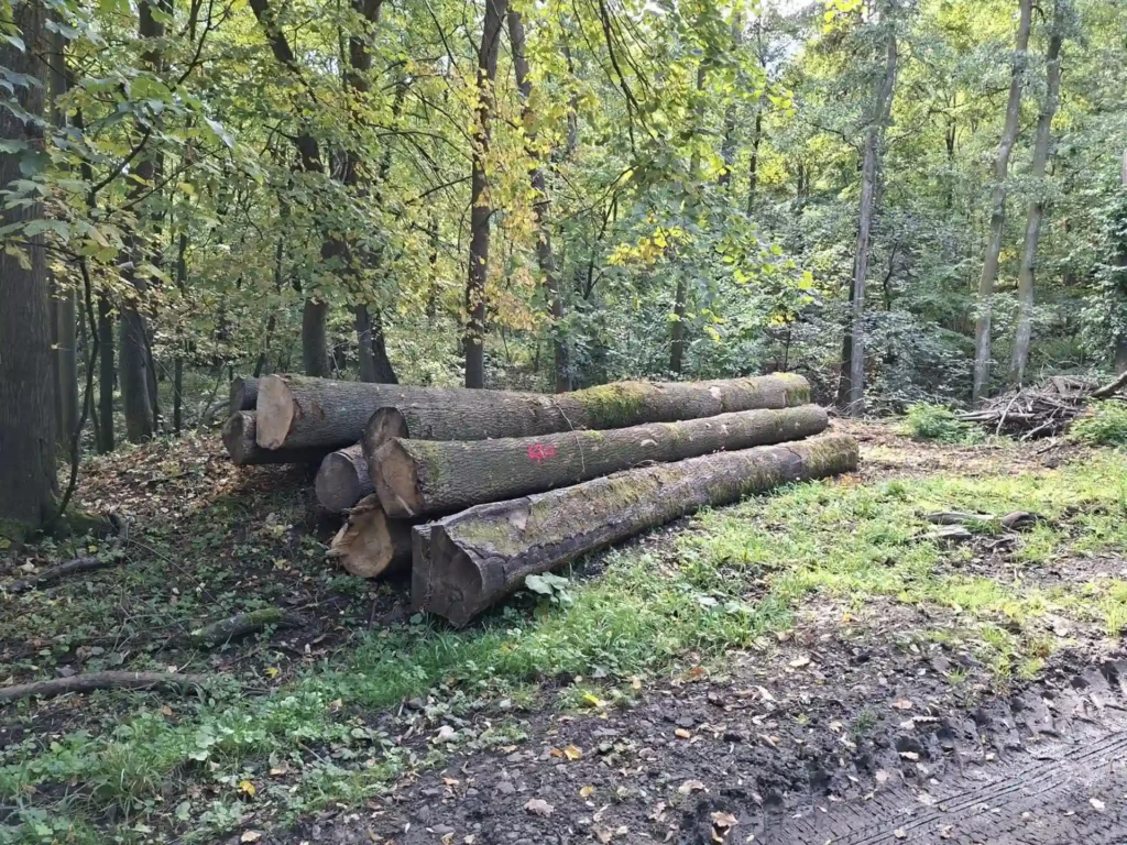 JESION – kłody tartaczne, długość 4/5/6 m – SPRZEDAM