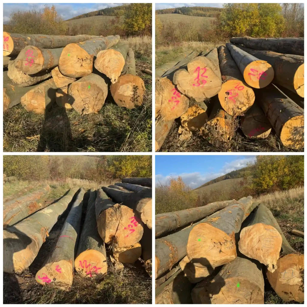 BUK – dłużyce tartaczne, długość 6-12 m – SPRZEDAM