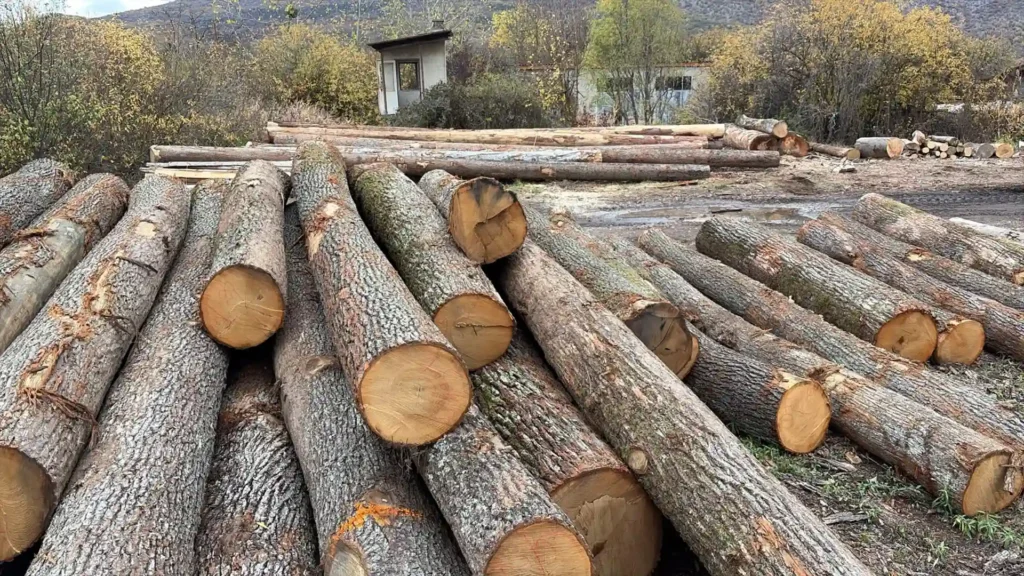 DĄB – drewno tartaczne, długość 3-7 m – SPRZEDAM